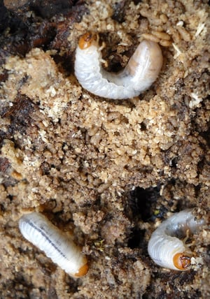 AOB_Services_Images_Grub