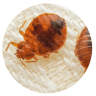 Services_Images-bed-bugs