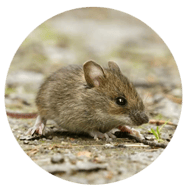 Services_Images-mouse