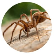 Services_Images-spider