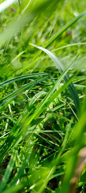 grass-6790854_1280