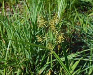 nutsedge-grass-2413901_1280