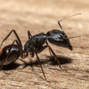 Ant