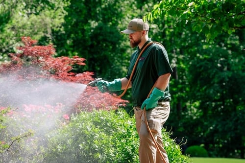 Lawn care treatment applied in Cumming, GA Lawn care treatment applied in Cumming, GA