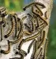 advice-pests advice-pests