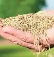 advice-seeding advice-seeding