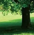 advice-shade advice-shade