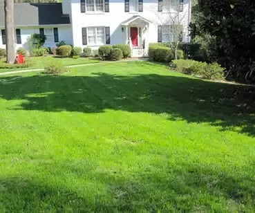 after-weed-control