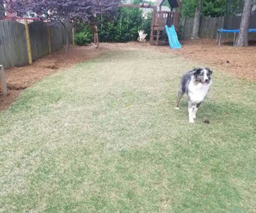 before-lawn