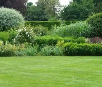 bushes-340x290