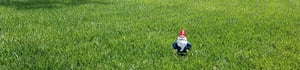 fescue-grass-banner