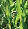 role-grasses role-grasses