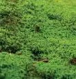 role-moss role-moss