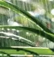 role-rain role-rain