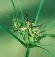 role-weeds role-weeds