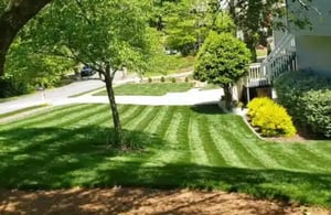 video-healthy-fescue-460x300