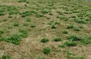 video-poa-annua-460x300