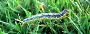 Army-worm