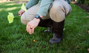 Flagging-the-Lawn