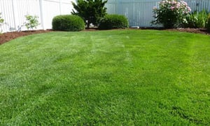 backyard-lawn