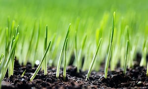 grass-blades-textimage