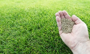 seeds-hand-lawn-textimage