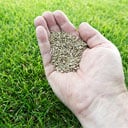 Aeration & Seeding