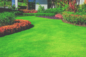 Blades of Green Lawn 2
