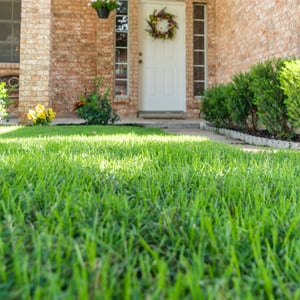 Close-up of lush, healthy grass in a Euless, TX yard