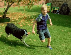 Home-Hero-dog-on-grass