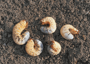 Grub-Worms-700x501