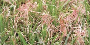 How-to-Get-Rid-of-Lawn-Fungus01