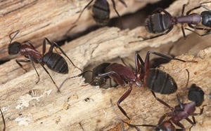ants-1-1