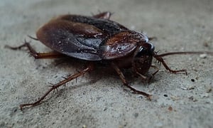 cockroach-70295__340