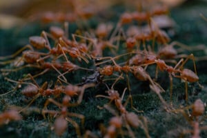 fire-ant-pest-control-services-600x400