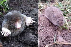 mole-vole