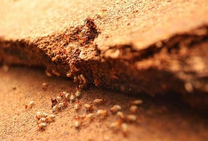 termites