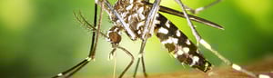 tiger-mosquito-short