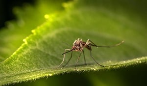 when-is-mosquito-season-e1717787718212