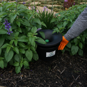 Pest control services provided by Emerald Lawns.