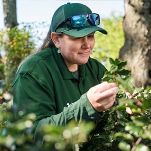 Tree and Shrub Care in Plainfield