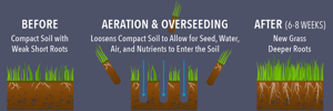 aearation_seeding_before_after_infographic_desktop_C