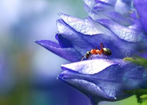 ant-in-purple-1405757_1920