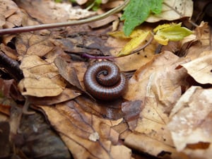 centipede-4178088_1280