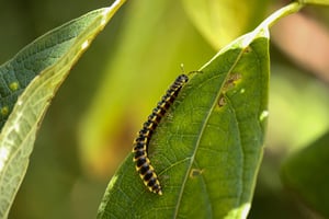 centipede-4947075_1920