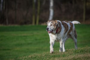 dog-3042707_1920