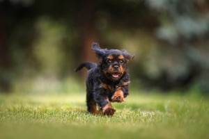 dog-6977210_1920