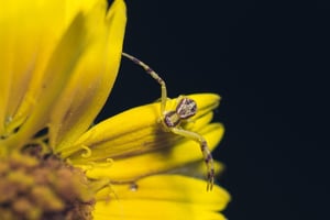 insect-7966412_1280