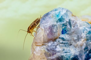 pexels-erik-karits-2093459-11022141