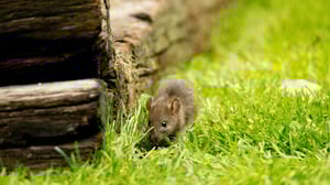 rat-5873314_1920